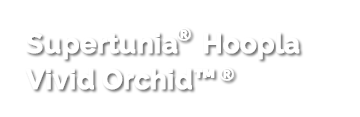 Supertunia® Hoopla Vivid Orchid™®